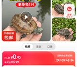 京东拼团活动0.9元撸1只中华草龟包邮 喜欢小乌龟的可以去